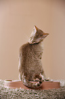 Oriental Shorthair is cleaning herself