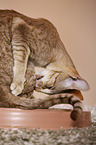 Oriental Shorthair is cleaning herself