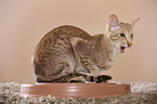 lying Oriental Shorthair