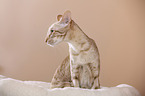 sitting Oriental Shorthair