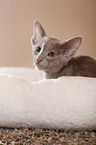 Oriental Shorthair kitten