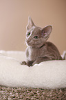 Oriental Shorthair kitten