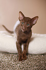 Oriental Shorthair kitten