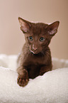 Oriental Shorthair kitten