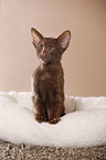 Oriental Shorthair kitten