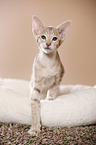 Oriental Shorthair kitten