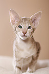 Oriental Shorthair kitten