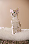 Oriental Shorthair kitten