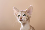 Oriental Shorthair kitten