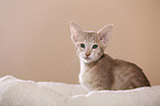 Oriental Shorthair kitten