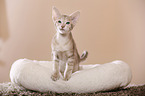 Oriental Shorthair kitten