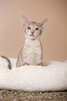 Oriental Shorthair kitten