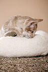 Oriental Shorthair kitten