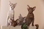 Oriental Shorthair kitten