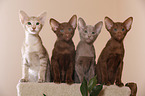 Oriental Shorthair kitten