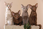 Oriental Shorthair kitten