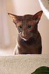 Oriental Shorthair portrait