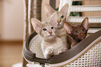 Oriental Shorthair kitten