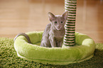 Oriental Shorthair kitten