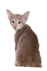 Oriental Shorthair kitten