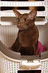 Oriental Shorthair Portrait