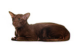 lying Oriental Shorthair