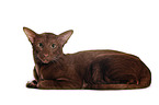 lying Oriental Shorthair