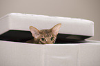 hiding Oriental Shorthair