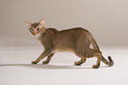 standing Oriental Shorthair