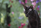 Oriental Shorthair portrait