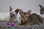 Oriental Shorthair