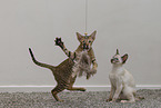 Oriental Shorthair