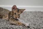 Oriental Shorthair