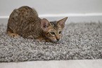 Oriental Shorthair