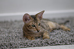 Oriental Shorthair