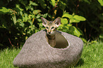 Oriental Shorthair