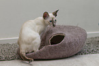 Oriental Shorthair