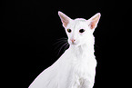 white Oriental Shorthair