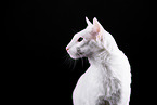 white Oriental Shorthair