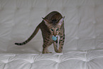 Oriental Shorthair