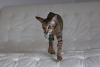 Oriental Shorthair