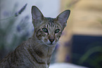 Oriental Shorthair