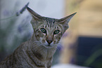 Oriental Shorthair