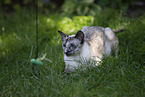 Oriental Shorthair