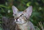 Oriental Shorthair