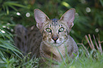 Oriental Shorthair