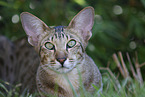 Oriental Shorthair