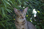 Oriental Shorthair