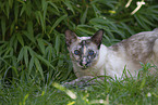 Oriental Shorthair