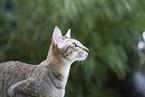 Oriental Shorthair